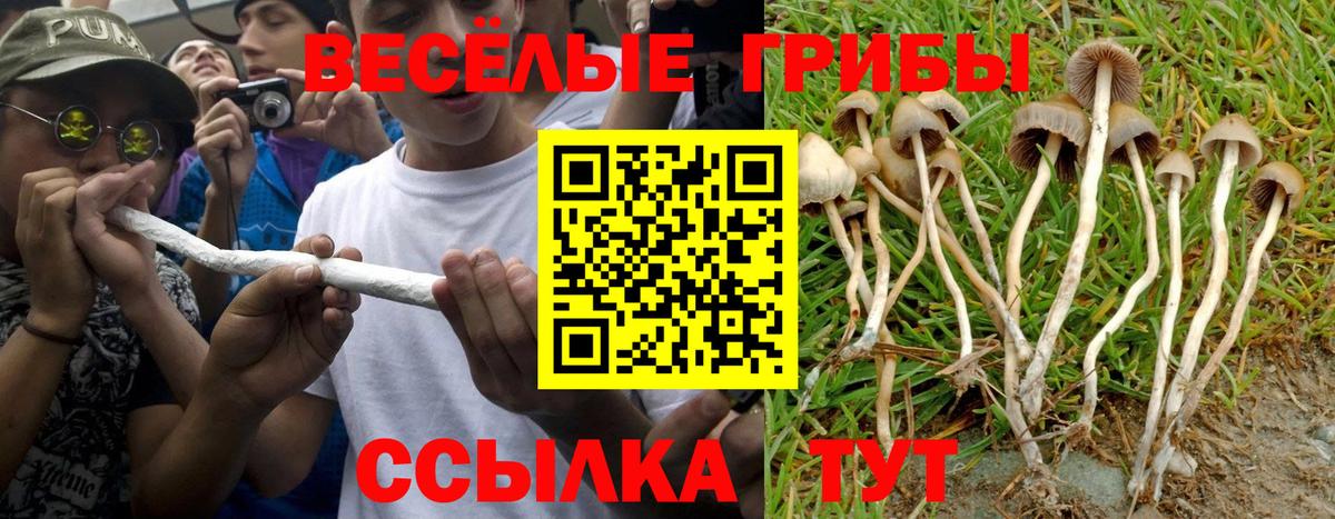 Галлюциногенные грибы Cubensis Абакан
